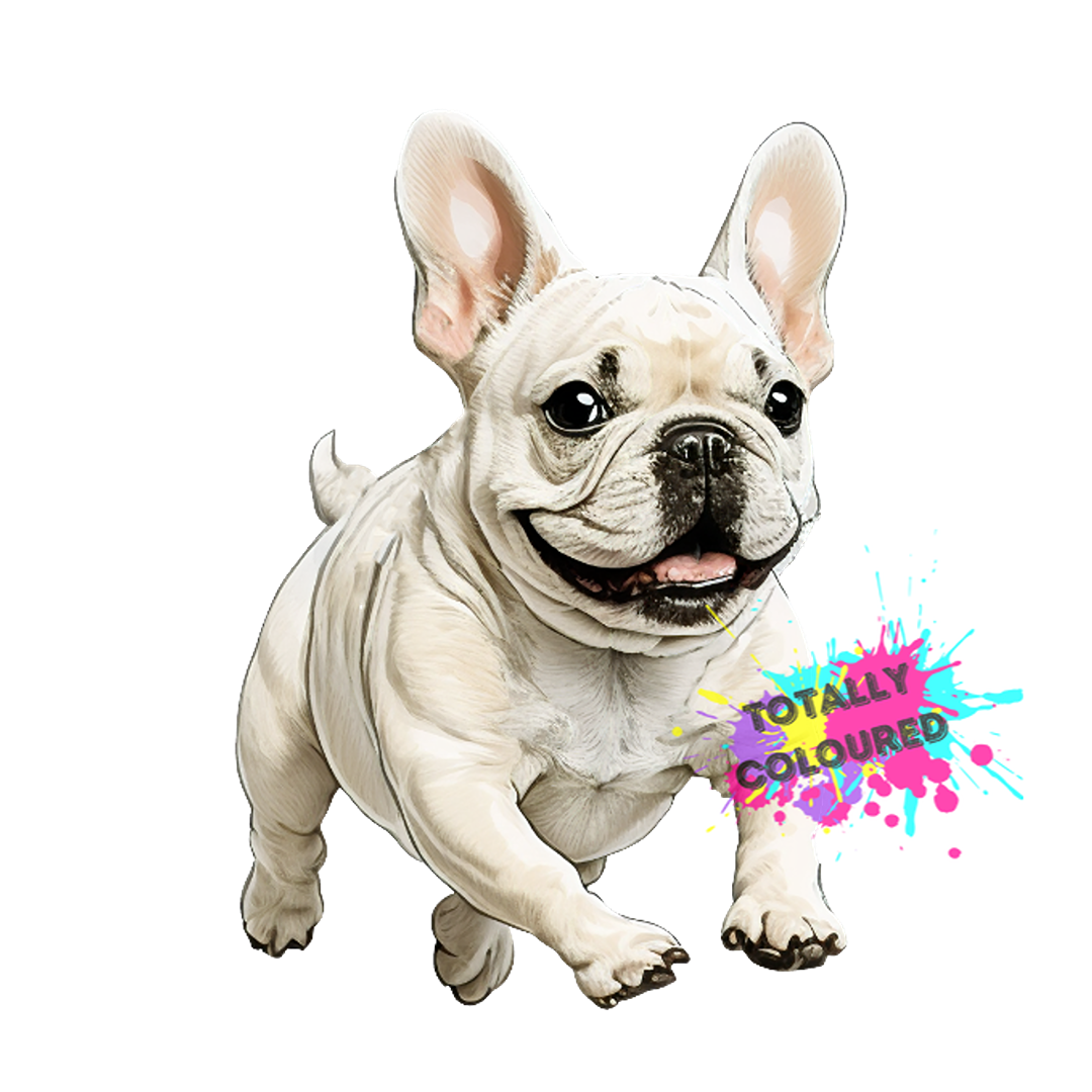 Little white frenchie | Totally Coloured